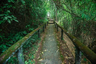 Explore a serene pathway surrounded by lush greenery leading to hot springs in Chiang Mai. This tranquil setting offers a perfect escape into nature.
