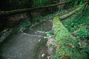 Discover a tranquil stone pathway covered in vibrant moss, leading through rich green foliage near hot springs in Chiang Mai, Thailand. Experience serene nature.