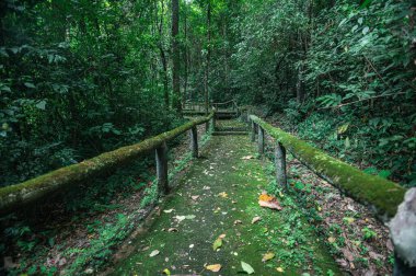 A serene pathway meanders through lush greenery in a vibrant jungle of Chiang Mai, Thailand. Perfect for nature lovers and adventure seekers.