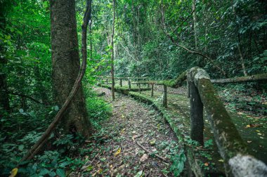 Explore a tranquil pathway winding through a lush jungle near hot springs in Chiang Mai, Thailand. Experience the serenity of nature and its vibrant ecosystem.