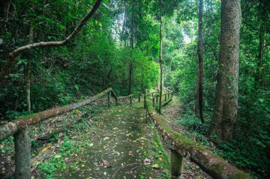Explore a tranquil pathway through a vibrant forest in Chiang Mai, Thailand. Surrounded by lush greenery, this scenic trail offers a peaceful escape into nature.