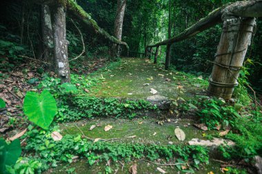 Discover a serene pathway surrounded by lush greenery in Chiang Mai. This scenic trail leads to a natural retreat, perfect for exploring nature's beauty.