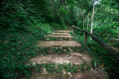 Discover a tranquil pathway through a lush green forest, leading to a hidden waterfall. This serene escape is perfect for hikers and nature lovers.
