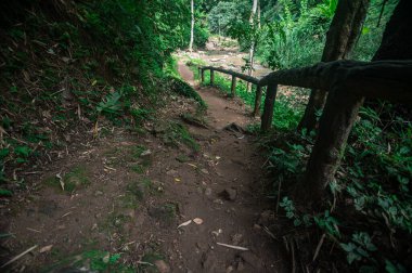 Discover a serene pathway leading to a picturesque waterfall, surrounded by lush greenery in Chiang Mai. Perfect for nature lovers and adventurers!