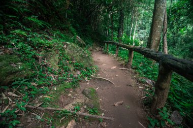 Discover a beautiful pathway through lush greenery leading to the serene Mok Fa Waterfall in Chiang Mai. A perfect spot for nature lovers and adventurers.