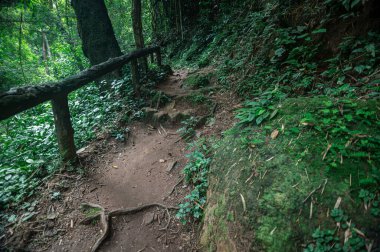 Discover a tranquil pathway embraced by lush greenery in Chiang Mai. This serene trail highlights the beauty of nature, perfect for hikers and adventurers.
