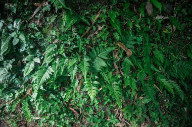 Explore the beauty of lush green ferns and vibrant plants thriving on the forest floor in Chiang Mai. A captivating scene for nature lovers.