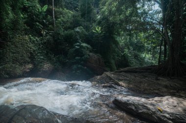 Discover the serene beauty of a waterfall flowing gently through lush greenery in Chiang Mai. The scene captures the tranquility of nature with vibrant foliage and smooth rocks.