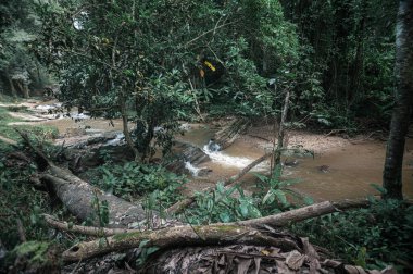 Discover a tranquil waterfall nestled in the lush greenery of Chiang Mai, where a serene stream flows gently over rocks, creating a peaceful outdoor escape in nature.