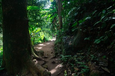 Explore a tranquil pathway surrounded by lush greenery leading to a waterfall in Chiang Mai. Perfect for adventure seekers and nature lovers alike.