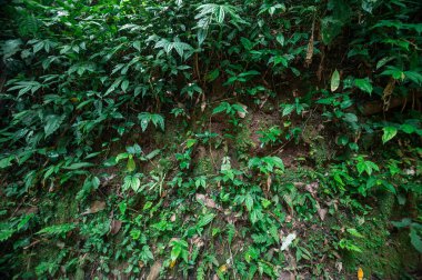 Explore the serene beauty of lush greenery at the waterfall area near Mok Fa in Chiang Mai, Thailand. Discover the vibrant plants and tranquil environment.