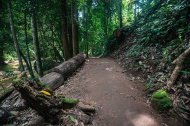 Explore a tranquil pathway through dense jungle foliage, leading to a picturesque waterfall in Chiang Mai. Experience the soothing sounds of nature.