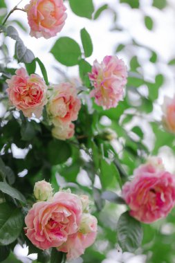 Güzel pembe gül yaz bahçesinde. Seçici odak.