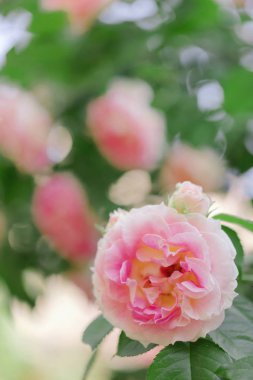 Güzel pembe gül yaz bahçesinde. Seçici odak.