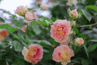 Güzel pembe gül yaz bahçesinde. Seçici odak.