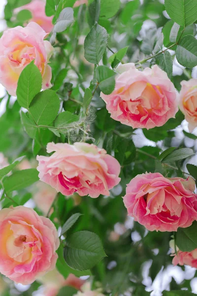 Güzel pembe gül yaz bahçesinde. Seçici odak.