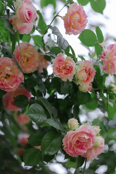 Güzel pembe gül yaz bahçesinde. Seçici odak.