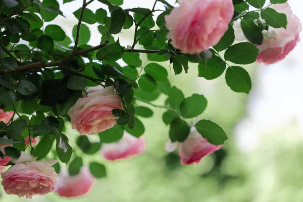 Güzel pembe gül yaz bahçesinde. Seçici odak.