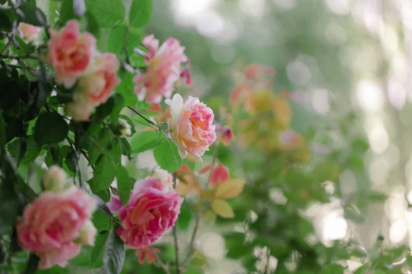 Güzel pembe gül yaz bahçesinde. Seçici odak.