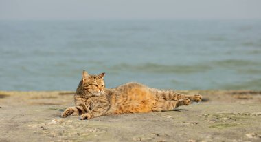 Denize karşı sahilde komik gri kedi. Seçici odak.