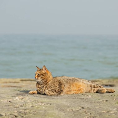 Denize karşı sahilde komik gri kedi. Seçici odak.
