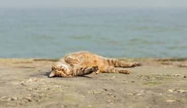 Denize karşı sahilde komik gri kedi. Seçici odak.