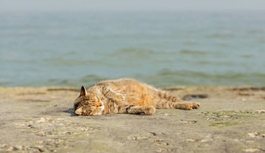 Denize karşı sahilde komik gri kedi. Seçici odak.