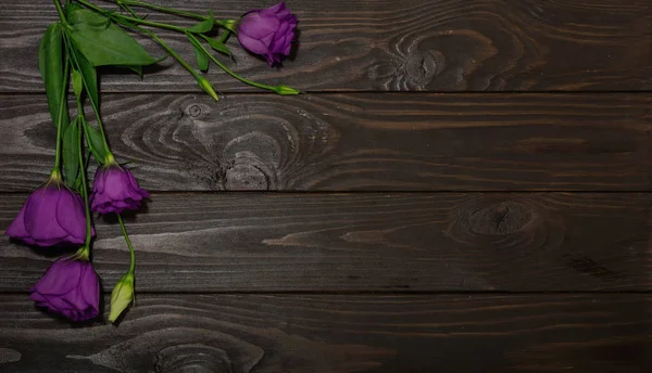 Menekşe çiçek - eustoma, kahverengi ahşap arka plan üzerinde. Kopya alanı.