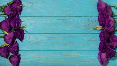 Menekşe çiçek - eustoma, mavi beyaz bir arka plan üzerinde. Kopya alanı.