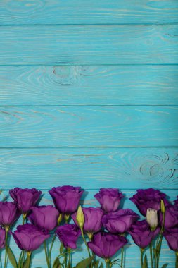 Menekşe çiçek - eustoma, mavi beyaz bir arka plan üzerinde. Kopya alanı.