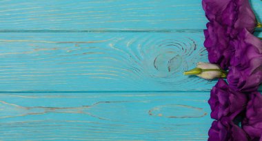 Menekşe çiçek - eustoma, mavi beyaz bir arka plan üzerinde. Kopya alanı.