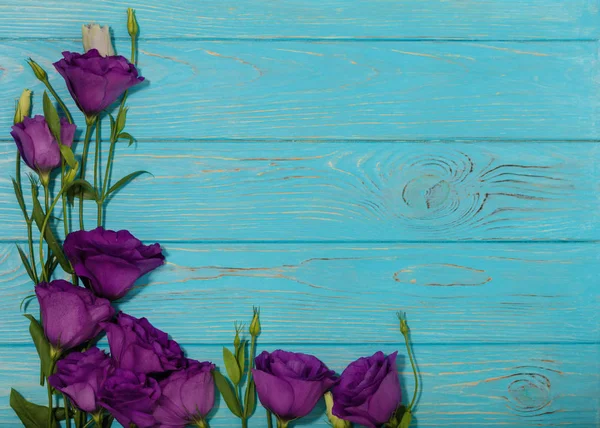 Menekşe çiçek - eustoma, mavi beyaz bir arka plan üzerinde. Kopya alanı.