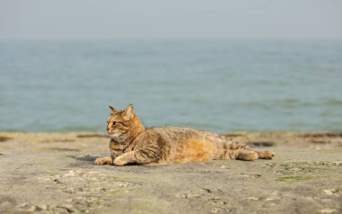 Denize karşı sahilde komik gri kedi. Seçici odak.