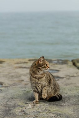 Denize karşı sahilde komik gri kedi. Seçici odak.