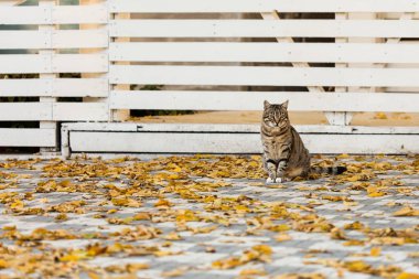 Sonbahar zaman. Gri kedi beyaz ahşap çit karşı düşen sarı yapraklar yakınında oturuyor. Seçici odak.