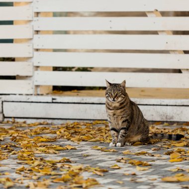 Sonbahar zaman. Gri kedi beyaz ahşap çit karşı düşen sarı yapraklar yakınında oturuyor. Seçici odak.