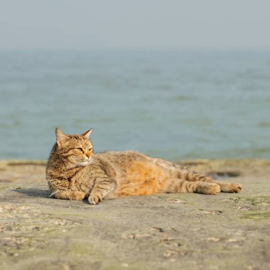 Denize karşı sahilde komik gri kedi. Seçici odak.