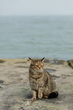 Denize karşı sahilde komik gri kedi. Seçici odak.