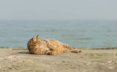 Denize karşı sahilde komik gri kedi. Seçici odak.