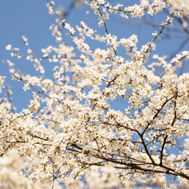 Mavi gökyüzü karşı bir çiçekli ağaç bahar dalları. Seçici odak.