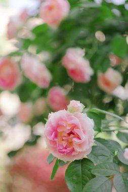 Güzel pembe gül yaz bahçesinde. Seçici odak.