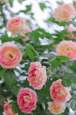 Güzel pembe gül yaz bahçesinde. Seçici odak.