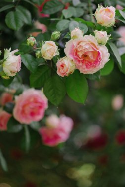Güzel pembe gül yaz bahçesinde. Seçici odak.