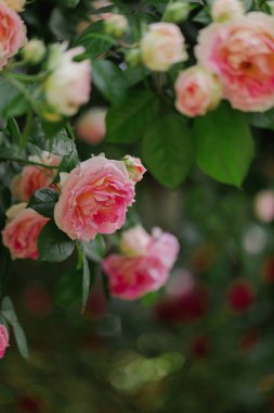 Güzel pembe gül yaz bahçesinde. Seçici odak.