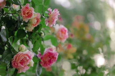 Güzel pembe gül yaz bahçesinde. Seçici odak.