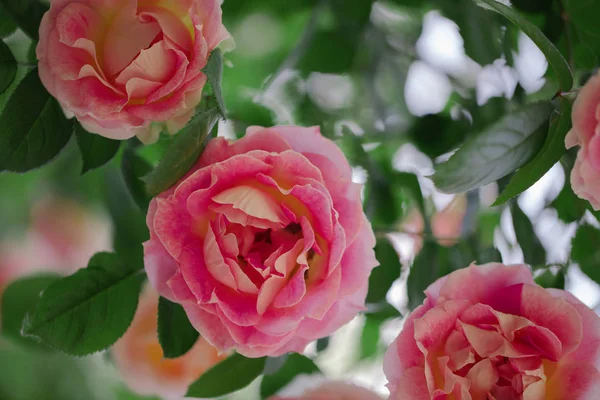 Güzel pembe gül yaz bahçesinde. Seçici odak.