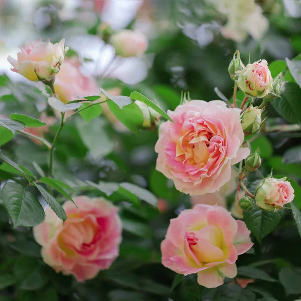 Güzel pembe gül yaz bahçesinde. Seçici odak.