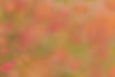 Bahar zamanı. Pembe dalları çiçek açmış. Makro, bulanıklık etkisi ve seçici odak.