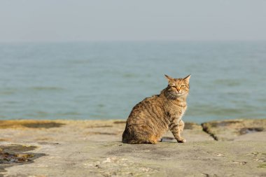 Denize karşı sahilde komik gri kedi. Seçici odak.
