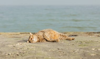 Denize karşı sahilde komik gri kedi. Seçici odak.